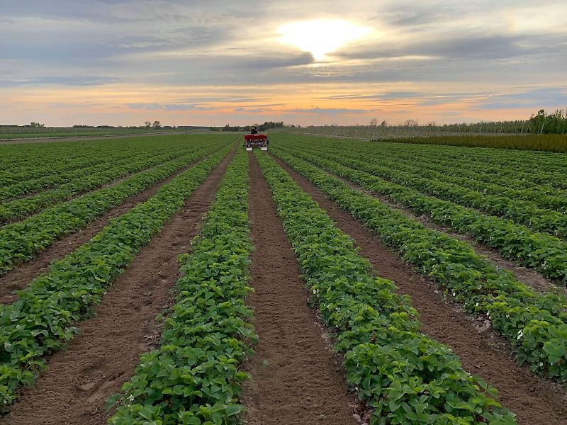 Minos Agri Reihenfräse T-SCM-2-A