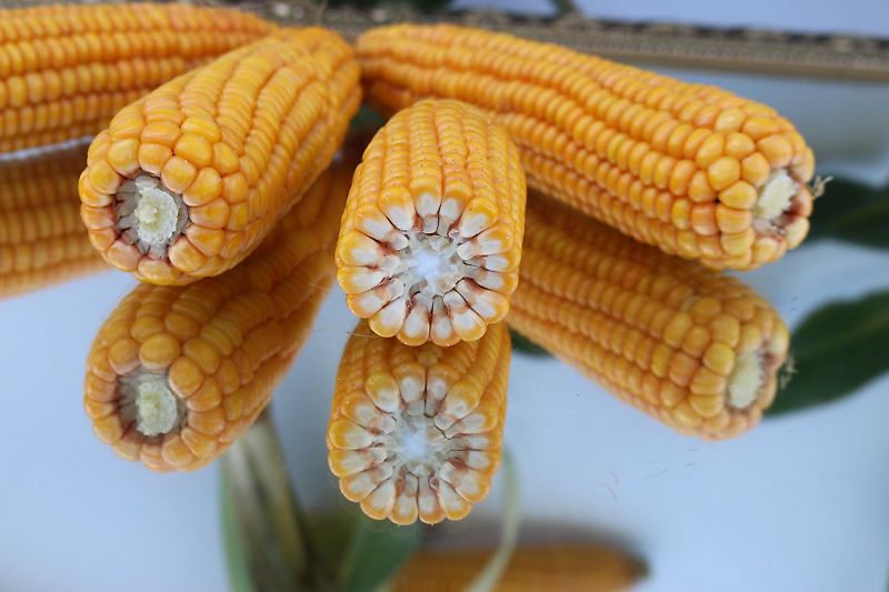 Howard Keine Maschio HR 40 Bodenfräse 265cm mit Pakerwalze 400mm Frässmesser 100% 60 Stück