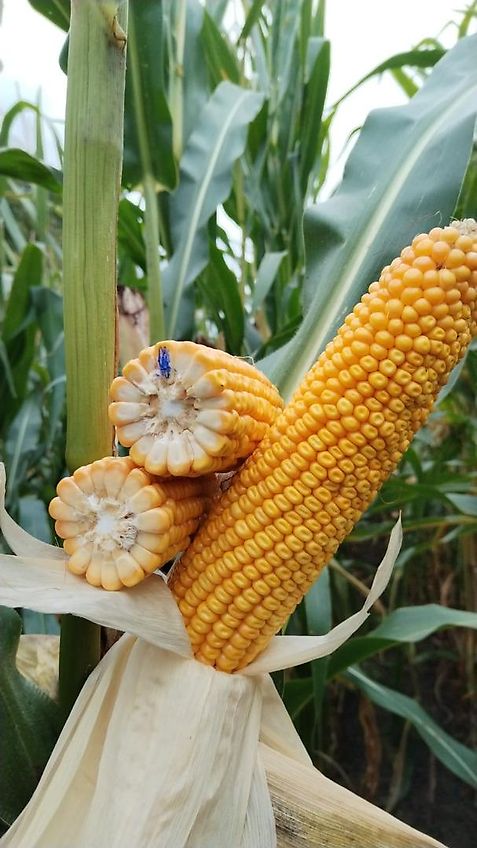 Howard Keine Maschio HR 40 Bodenfräse 265cm mit Pakerwalze 400mm Frässmesser 100% 60 Stück