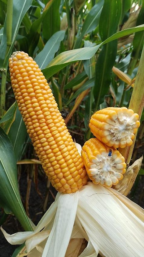 Howard Keine Maschio HR 40 Bodenfräse 265cm mit Pakerwalze 400mm Frässmesser 100% 60 Stück