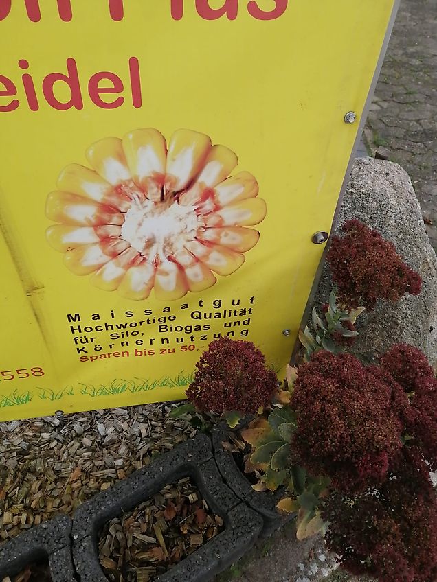 Howard Queckenschleuder Bodenfräse zum Wegschleudern von vorab abgetrentem Bewuchs durch Flügelschargrubber mit Schneidflügeln